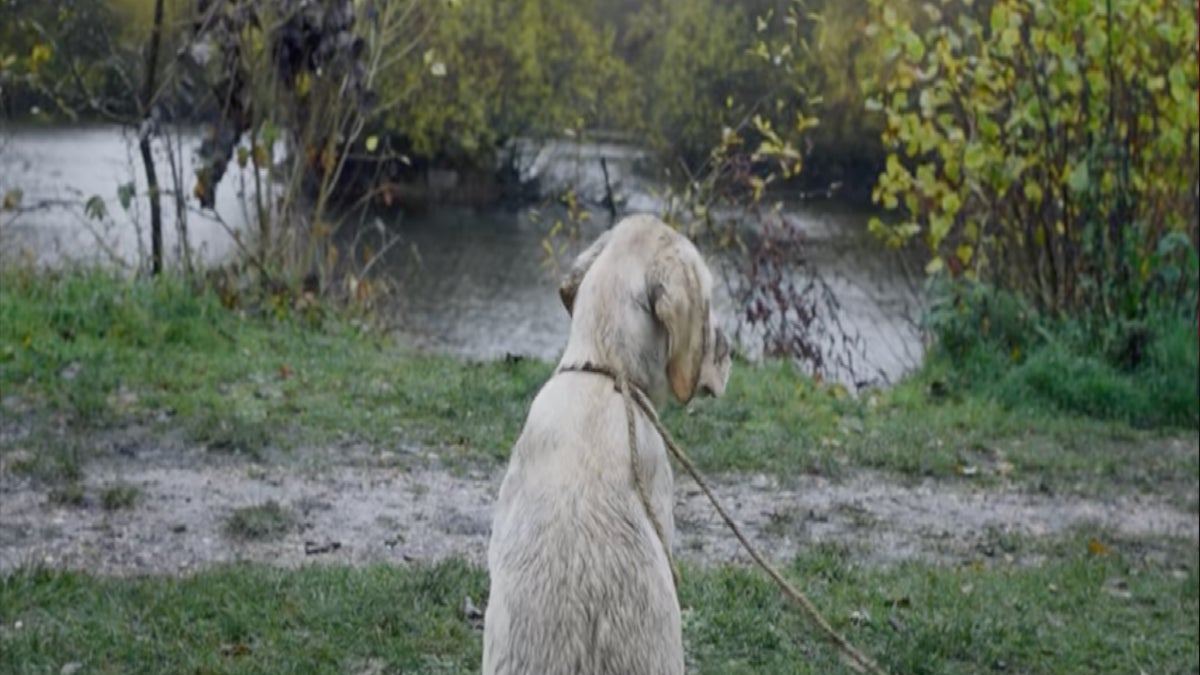 Un enfant rencontre un chien abandonné, sa vie va basculer pour toujours