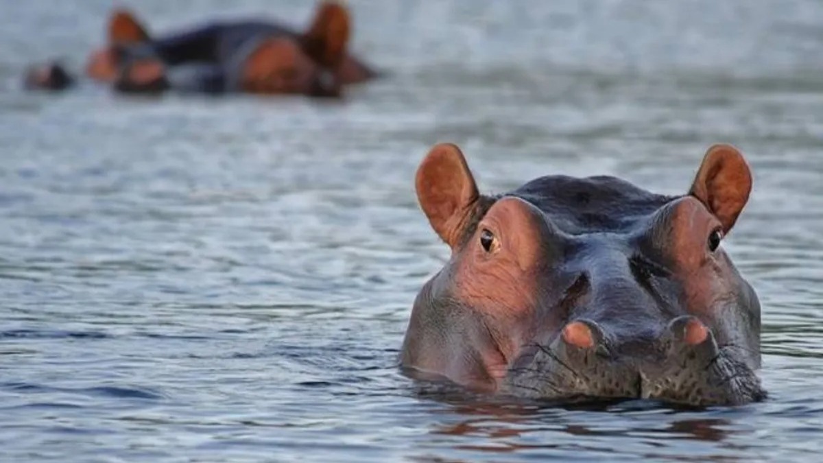 Un énorme hippopotame a poursuivi un bateau avec un groupe de touristes