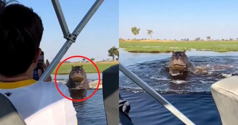 Un énorme hippopotame a poursuivi un bateau avec un groupe de touristes