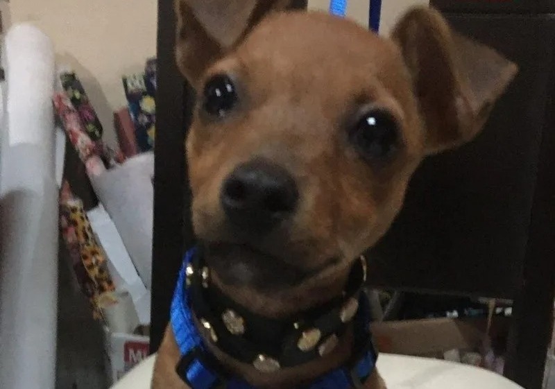 Un garçon trouve un chiot qui avait peu d’espoir de vivre, sa vie va changer pour toujours