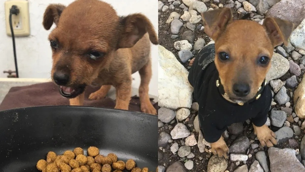 Un garçon trouve un chiot qui avait peu d’espoir de vivre, sa vie va changer pour toujours