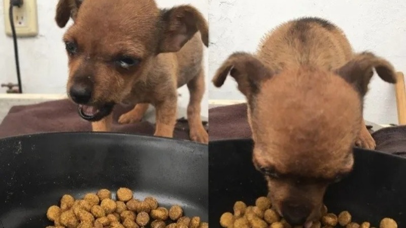 Un garçon trouve un chiot qui avait peu d’espoir de vivre, sa vie va changer pour toujours 