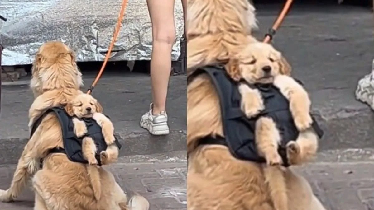 Un Golden Retriever promène un chiot dans un sac à dos