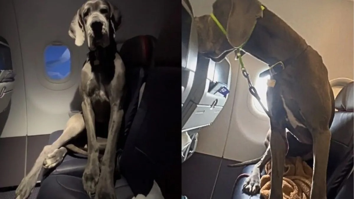 Un homme achète trois billets d'avion pour que son chien puisse voyager avec lui et être à l'aise !