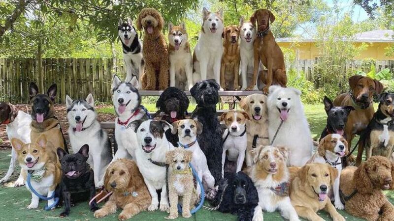 Un homme fait poser 30 chiens alignés pour une photo et gagne le concours !