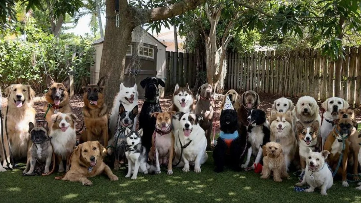 Un homme fait poser 30 chiens alignés pour une photo et gagne le concours !