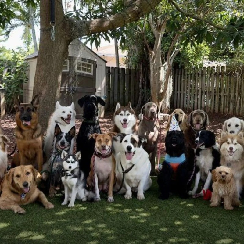 Un homme fait poser 30 chiens alignés pour une photo et gagne le concours !