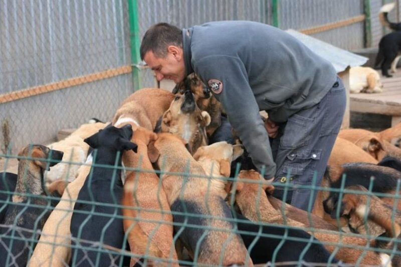 Un homme s'occupe de plus de 200 chiens dont personne ne voulait dans son refuge