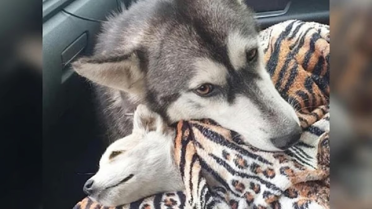 Un Husky comprend ce qui va se passer avec son chiot, sa réaction est bouleversante