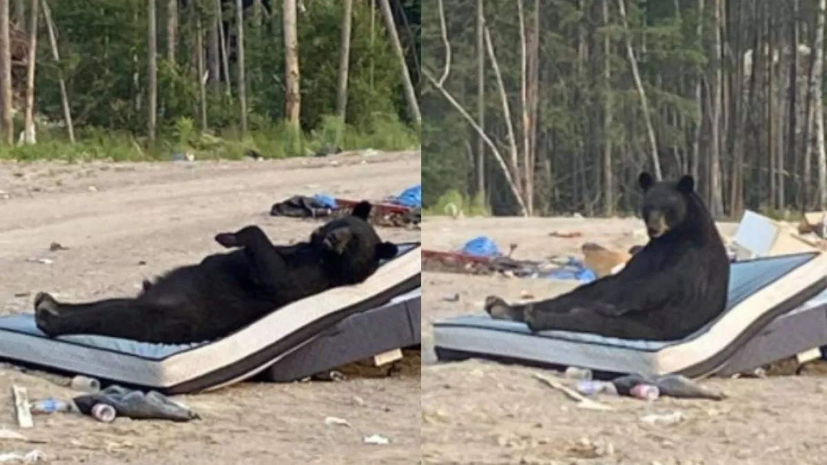 Un ours trouvé confortablement allongé sur un matelas abandonné