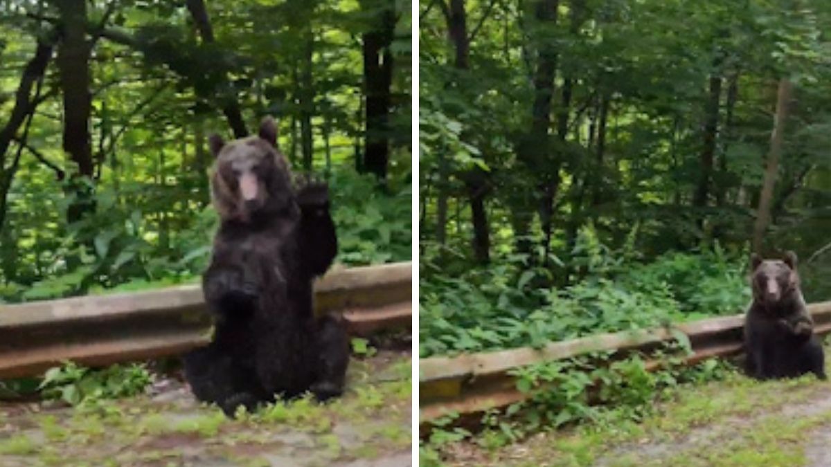 Un ours remercie les touristes de lui céder le passage sur une route !