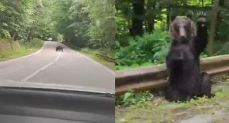 Un ours remercie les touristes de lui céder le passage sur une route !