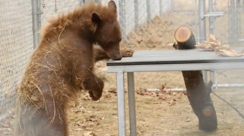 Une ourse sans poils reçoit une nouvelle fourrure après avoir été abandonnée, et c'est magique !