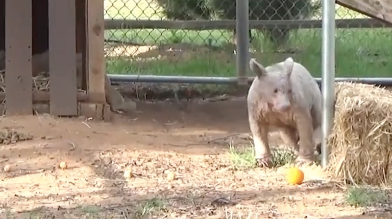 Une ourse sans poils reçoit une nouvelle fourrure après avoir été abandonnée, et c'est magique !