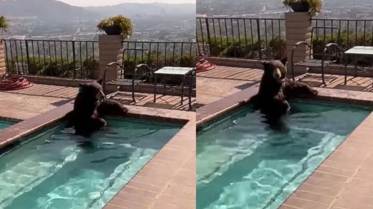 Un ours sauvage plonge dans une piscine privée pour y faire trempette !