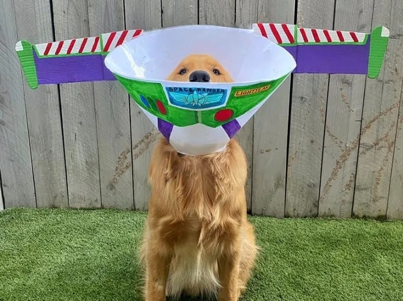 Un chien doit porter un cône 14 jours et son maître lui confectionne des costumes amusants