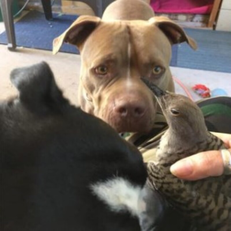 Un Pitbull inquiet ramène un oiseau blessé pour qu'il soit soigné, il ne l'a pas quitté d'une semelle !