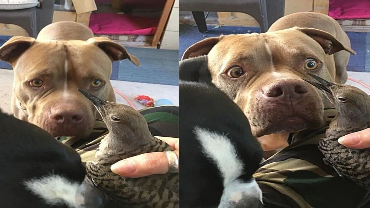 Un Pitbull inquiet ramène un oiseau blessé pour qu'il soit soigné, il ne l'a pas quitté d'une semelle !