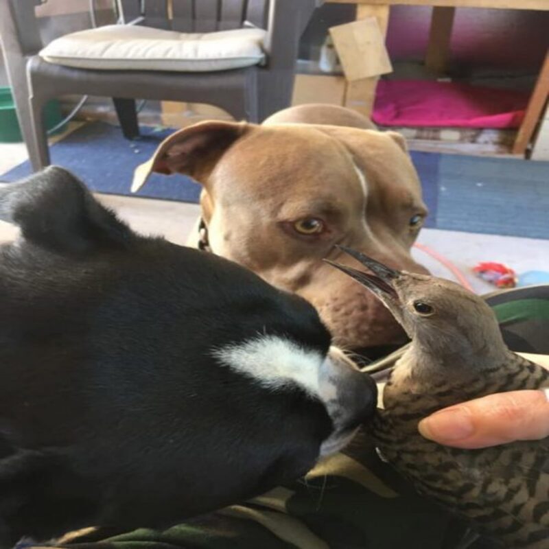 Un Pitbull inquiet ramène un oiseau blessé pour qu'il soit soigné, il ne l'a pas quitté d'une semelle !
