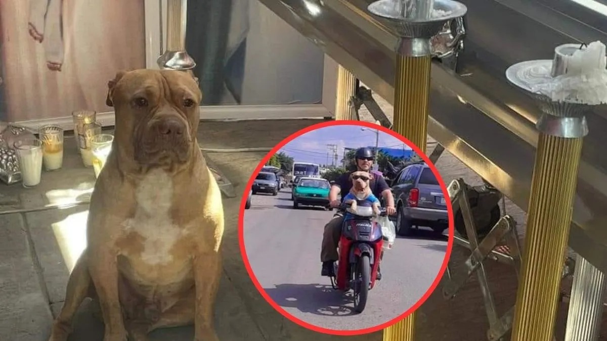 Un pitbull effondré en larmes, il refuse de se séparer du cercueil de son propriétaire