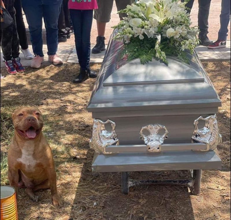 Un pitbull pleure et refuse de se séparer du cercueil de son propriétaire