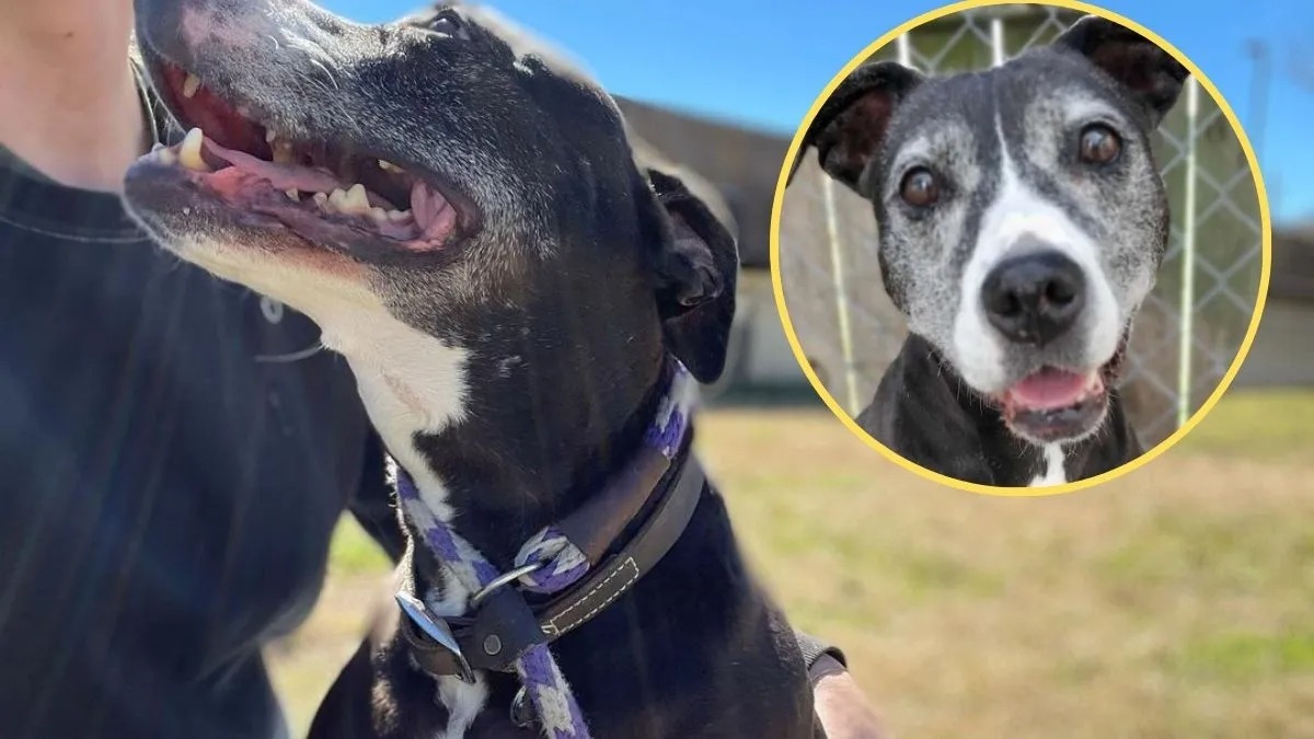 Un Pitbull rejeté par les adoptants durant 11 ans trouve enfin un foyer pour toujours !