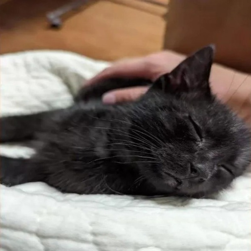 Un pompier sauve un chaton coincé dans un tuyau et l'adopte