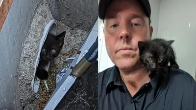 Un pompier sauve un chaton coincé dans un tuyau et l'adopte