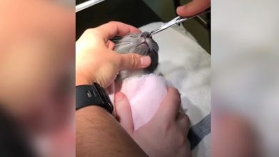 Un vétérinaire examine un chaton et trouve une chose effrayante dans son nez