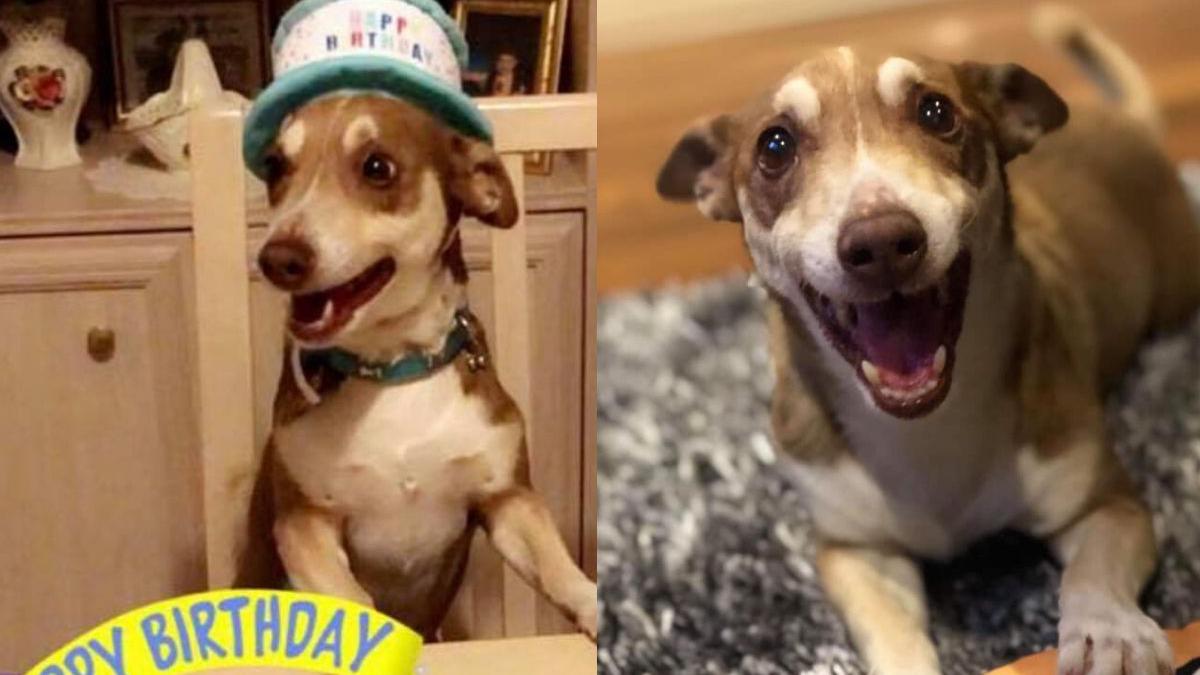 Un vieux chien est tellement heureux qu'on se soit souvenu de son anniversaire !