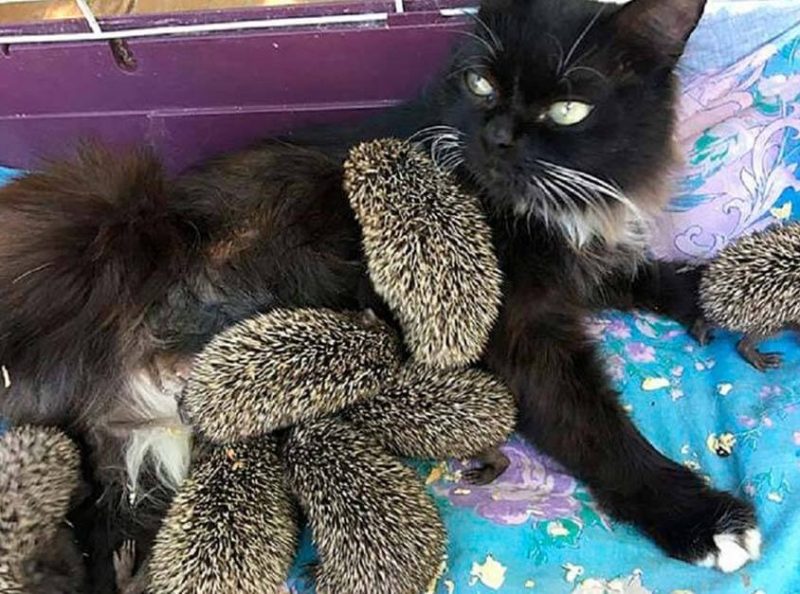 Cette chatte a adopté huit hérissons orphelins et les a élevés comme ses enfants