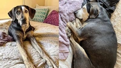 Une chienne sauvée profite d'un lit pour la première fois depuis des années