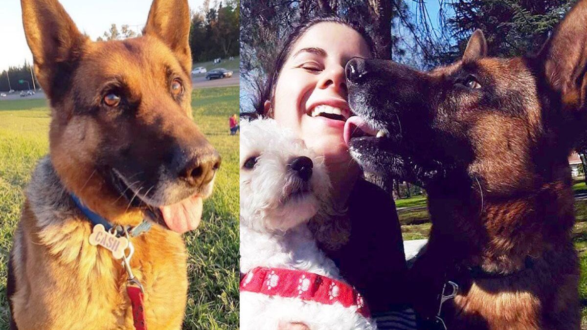 Une famille a cherché désespérément son chien perdu durant un an, un miracle se produit !