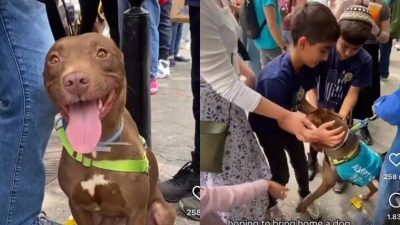 Ils retrouvent leur chien perdu depuis mois lors d'un salon d'adoption d'animaux de compagnie