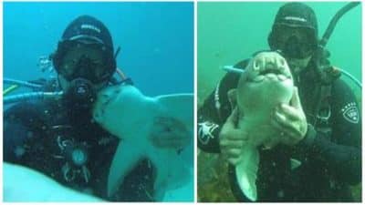 Un requin se précipite pour étreindre ce plongeur chaque fois qu’il le voit, ils sont amis depuis des années !
