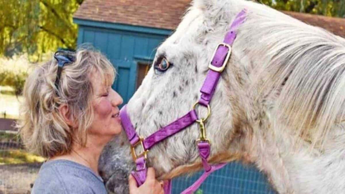 Elle décide d'abattre son cheval de 31 ans parce qu'il est aveugle, une personne le sauve in extremis