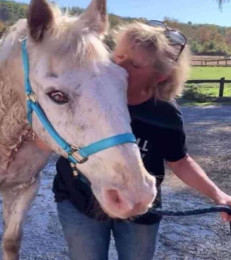 Elle décide d'abattre son cheval de 31 ans parce qu'il est aveugle, une personne le sauve in extremis 