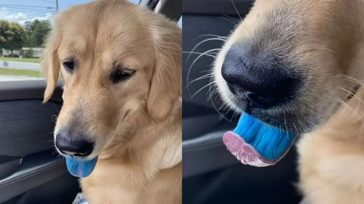 Elle laisse sa chienne seul 2 minutes, lorsqu'elle revient, elle la trouve avec une langue bleue