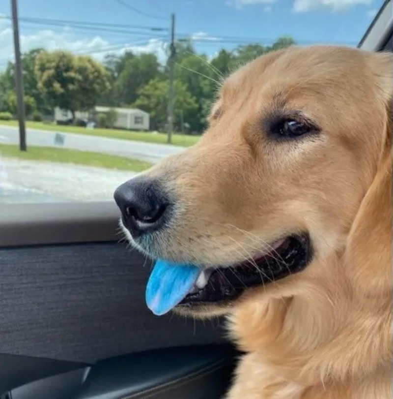 Elle laisse sa chienne seul 2 minutes, lorsqu'elle revient, elle la trouve avec une langue bleue