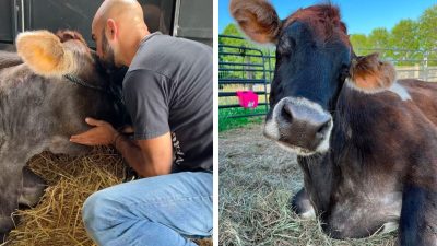 Une vache aveugle n'arrête pas d'embrasser les personnes qui l'ont sauvée