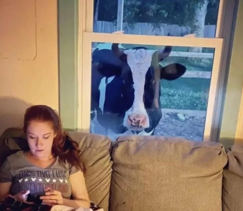 Une vache géante essaie d'entrer dans la maison de son sauveteur pour recevoir plus de câlins !