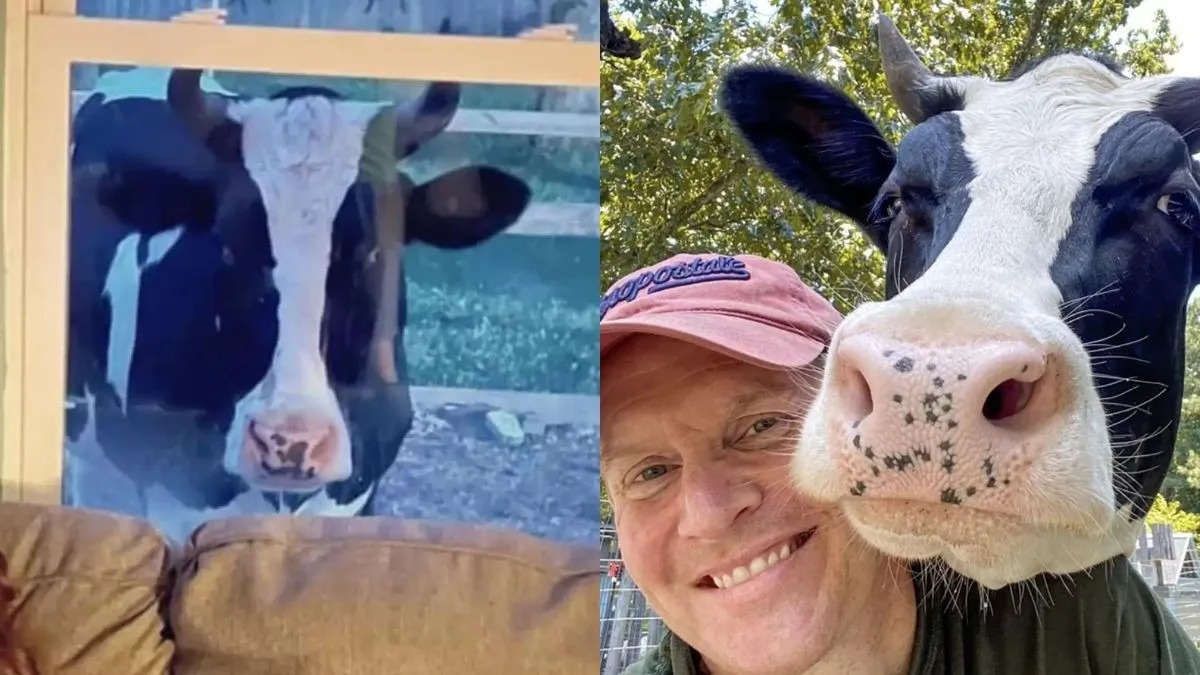 Une vache géante essaie d'entrer dans la maison de son sauveteur pour recevoir plus de câlins !