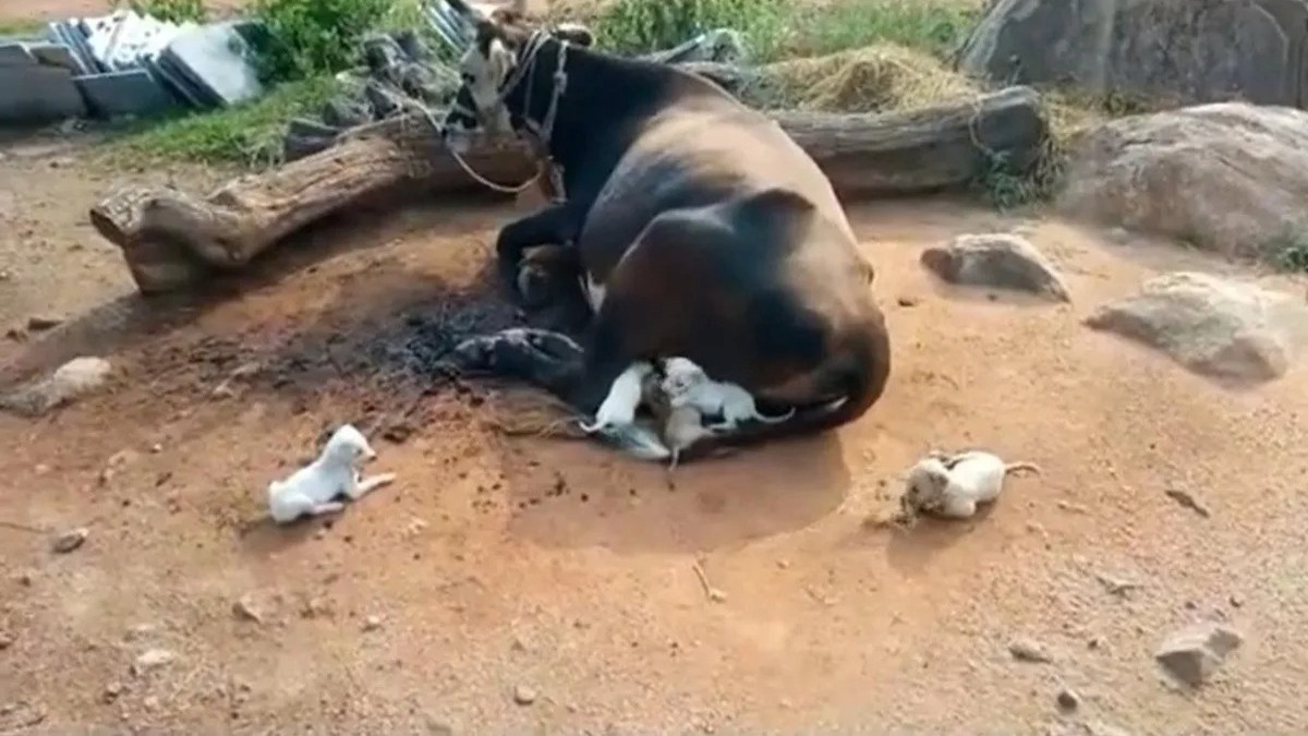Une vache nourrit sept petits orphelins et les protège comme s'ils étaient les siens !
