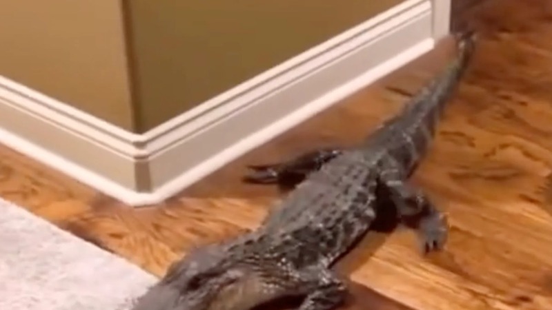 Visite inattendue d'un alligator dans une maison pour se rafraîchir