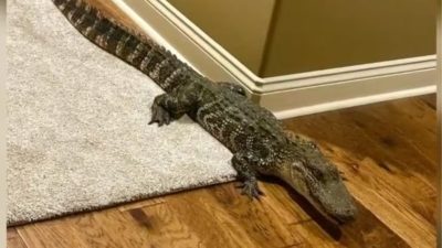 Visite inattendue d'un alligator dans une maison pour se rafraîchir