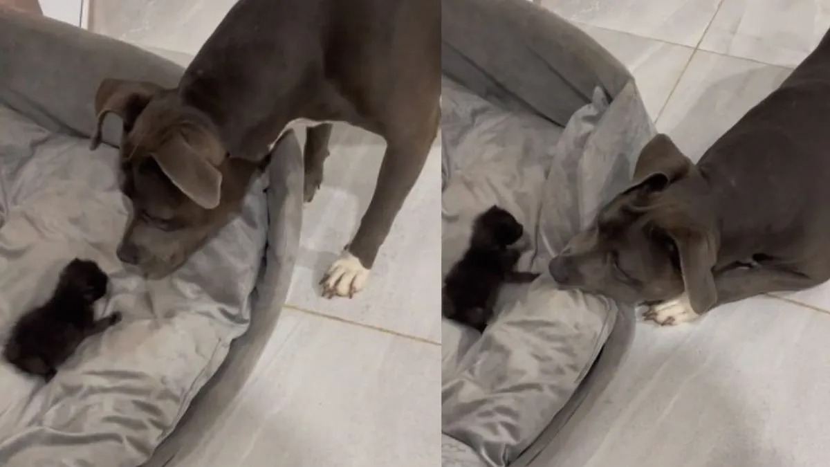 Voici la réaction du Pitbull lorsqu'il entend un chat ronronner, il ne peut contenir son excitation