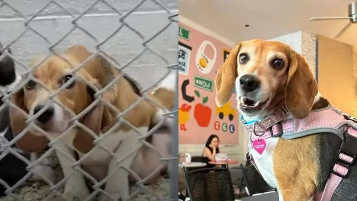 Voici la transformation de cette chienne qui a vécu dans un laboratoire pendant sept ans !