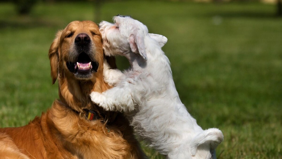 Voici les choses que les chiens aiment - les connaissiez-vous ?