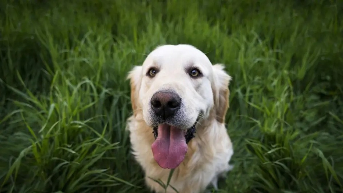 Voici les raisons pour lesquelles les chiens mangent de l'herbe !