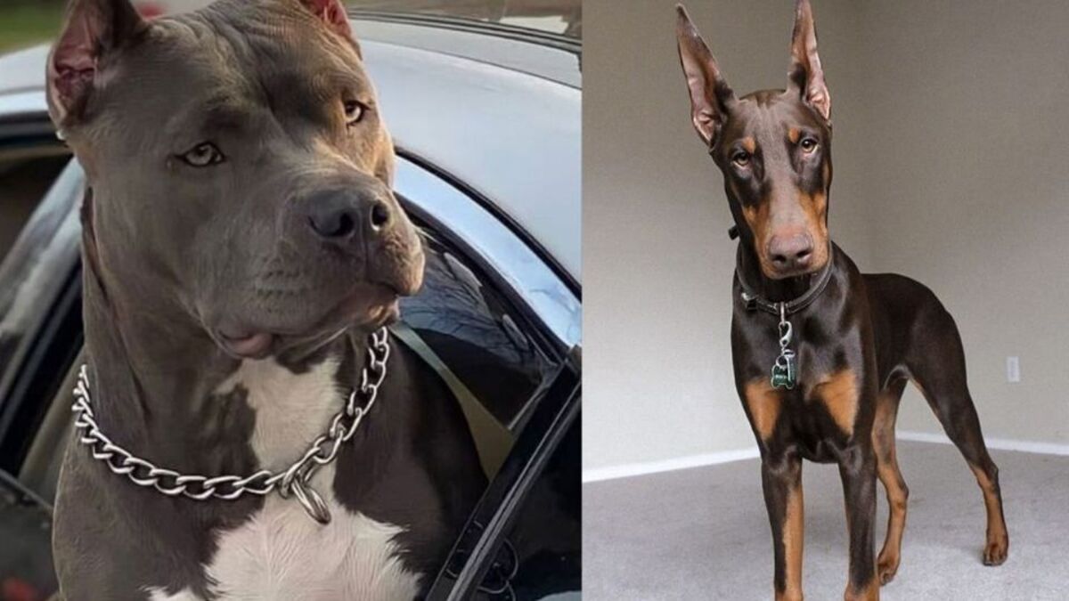 3 meilleurs chiens de protection, les races les plus courageuses